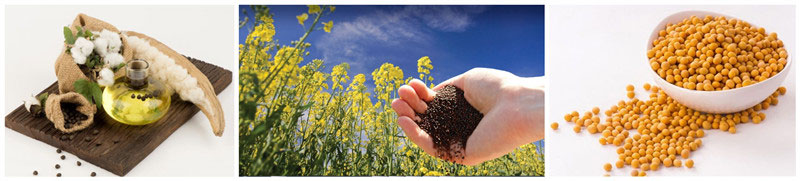 cotton seeds, soybeans, rapeseeds for softening process to make oil