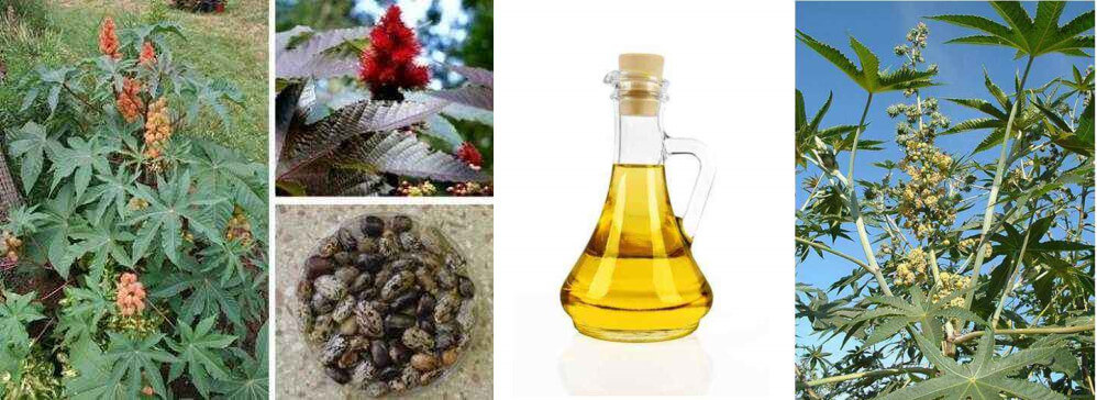 castor bean oil