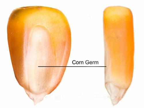 extracting corn germ for corn oil production