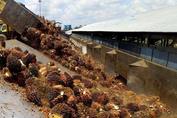 Palm Fruit Collection And Reception Palm Oil Mill Plants